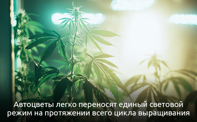 Развитие автоцветов не зависит от освещения