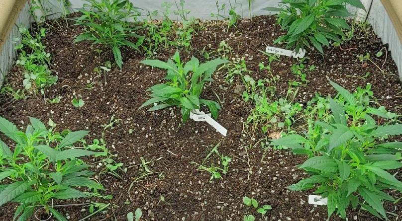 Автоцветущая конопля на грядке