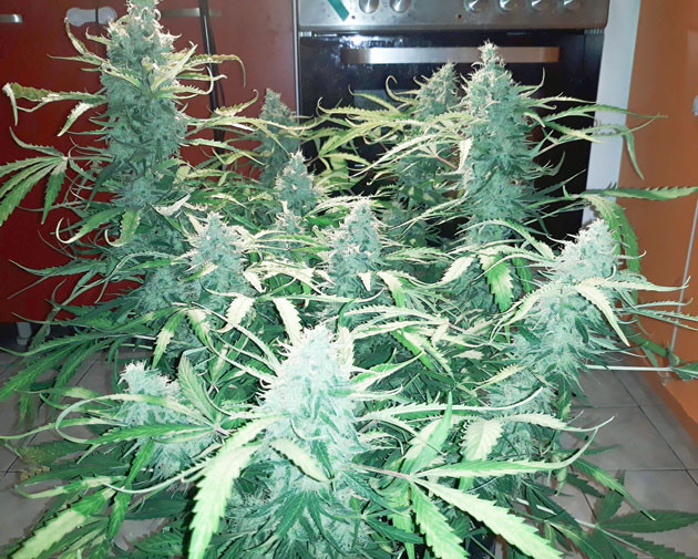 Появление аромата на 9 неделе 9 неделя выращивания