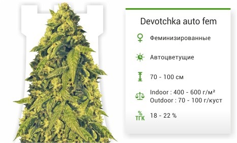Сорт марихуаны Devotchka auto Devotchka auto fem