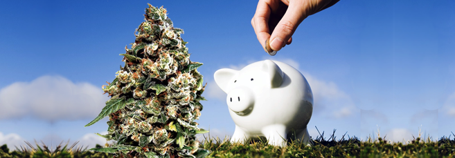 Дешевые автоцветущие сорта