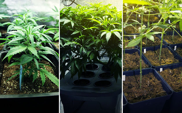 Почва для автоцветов Почвенный и беспочвенный метод выращивания