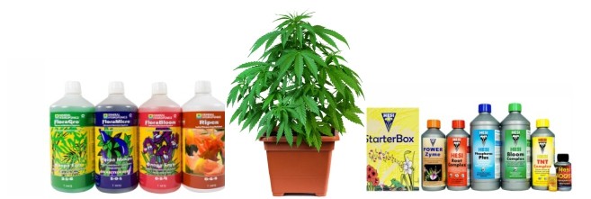 Конопля и удобрения Неправильная подкормка