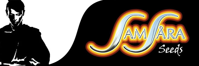 У нас снова пополнение! Семена от Samasara Seeds