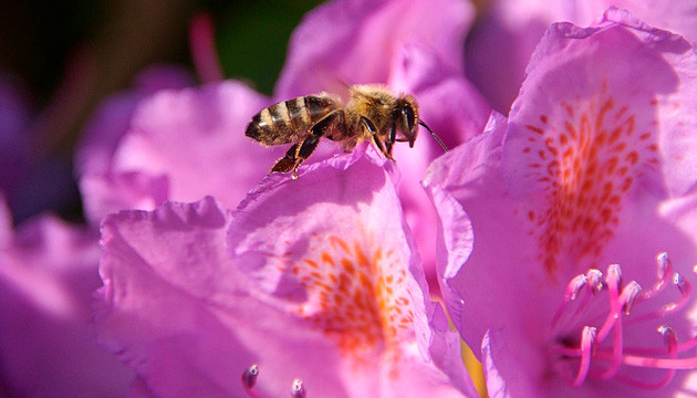 Психоактивный мёд из цветов