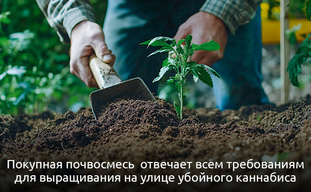 Как подготовить грунт для выращивания конопли в ауте Подготовка грунта для выращивания конопли в ауте