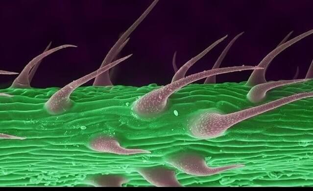 Край листа каннабиса