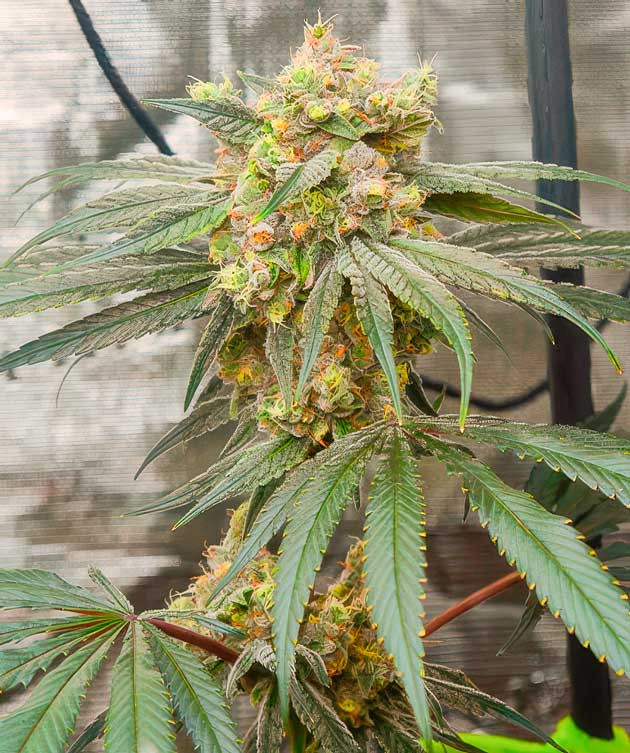 Фиолетовая конопля и лисьи хвосты Куст Banana Punch от Barney's Farm на 14 неделе