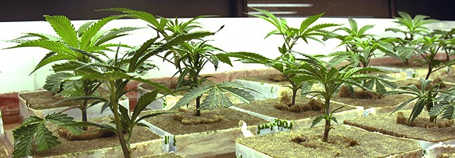 Проращивание автоцветущего сорта в минвате