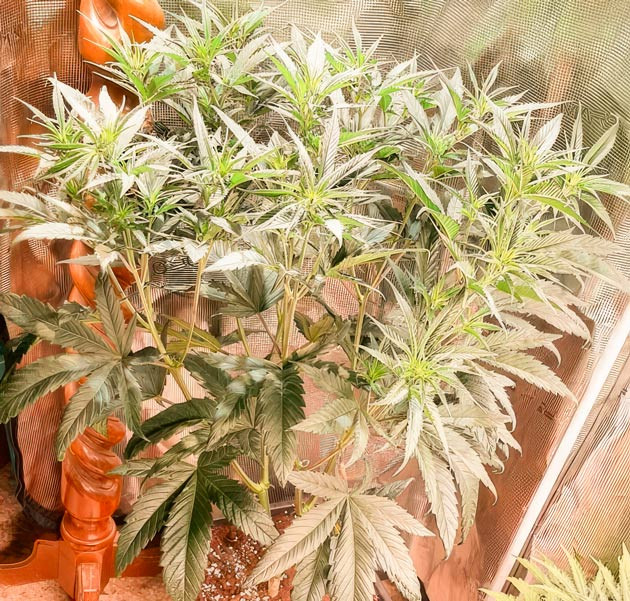 Начало цветения и новые удобрения Куст Fullgas от Green House Seeds на стадии цветения