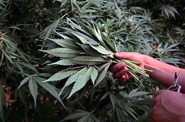 Обрезка листьев конопли Дефолиация растения