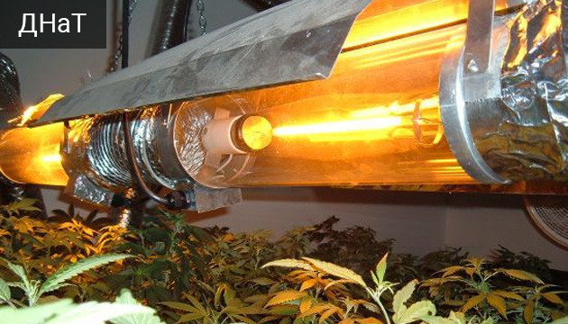 Влияние погоды на индорное выращивание ДНаТ лампа греет температуру