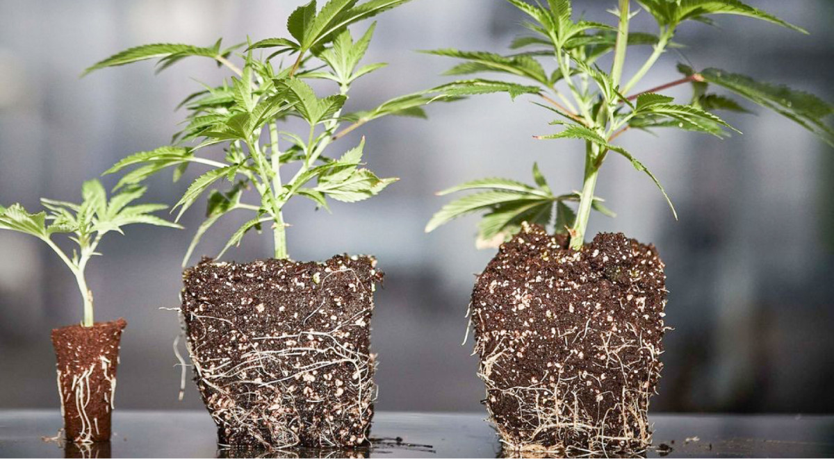 Подготовка почвы в старом горшке Оптимальная консистенция почвы для пересадки