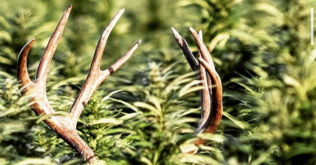 Марихуана в Чуйской долине