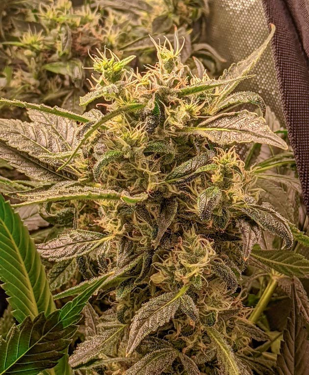 Куст Green Gelato от Royal Queen Seeds на 16 неделе
