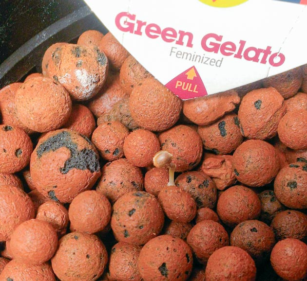 Корешок Green Gelato