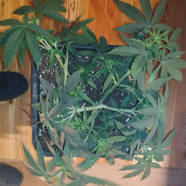 LST на 4 неделе выращивания Куст после LST