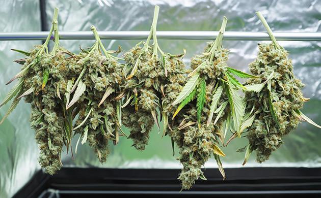 Как сушить урожай конопли Сушка конопли