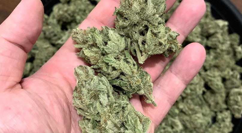 Сбор урожая Урожай конопли