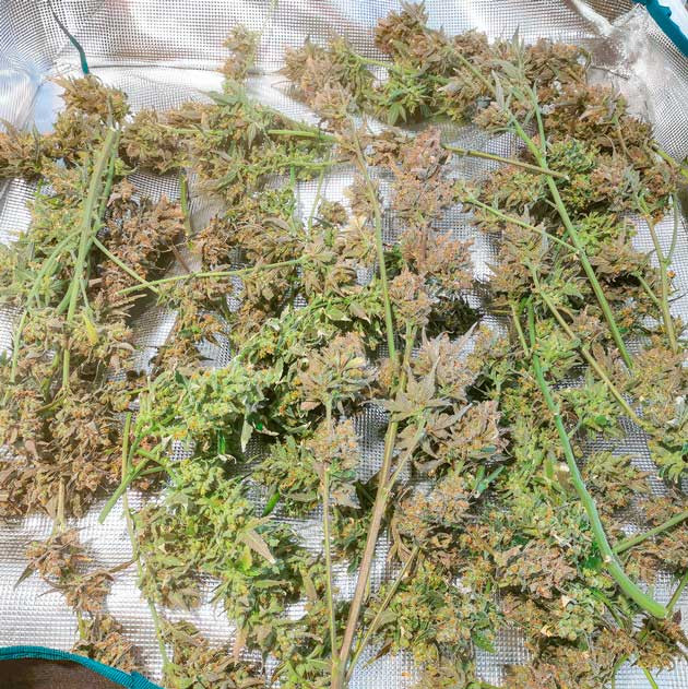 Сбор урожая и впечатления от гровера Харвест