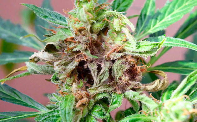 Серая гнить Шишка пораженная серой гнилью