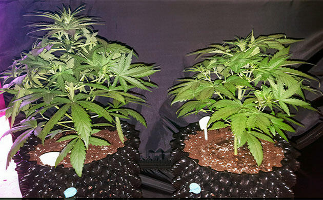 Последняя неделя вегетации Кусты Auto White Widow от Pyramid Seeds на 4 неделе развития