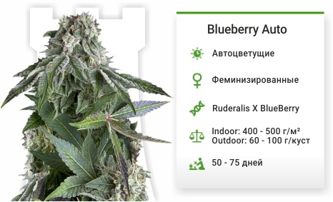 описание сорта Blueberry auto описание сорта Blueberry auto