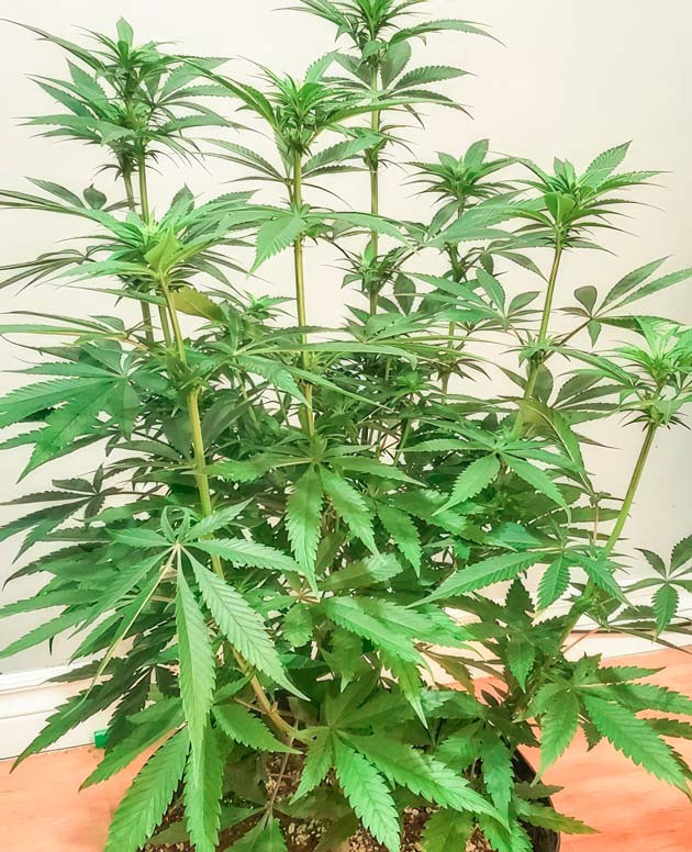 Корректировка схемы питания Куст Cafe Racer на 8-9 неделе выращивания