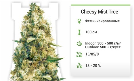 описание сорта Cheesy Mist Tree описание сорта Cheesy Mist Tree
