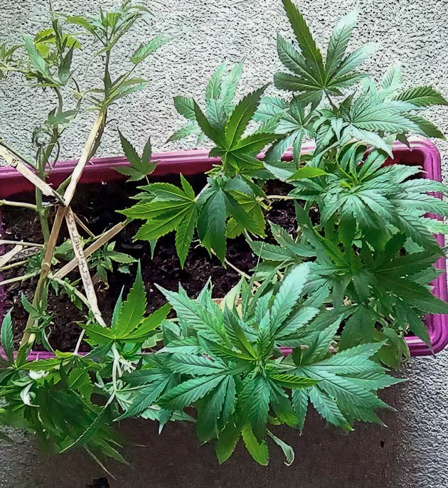 Последняя неделя веги Куст Eleven Roses от Delicious Seeds на 7 неделе