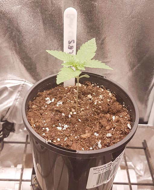 Проращивание конопли 1 неделя выращивания