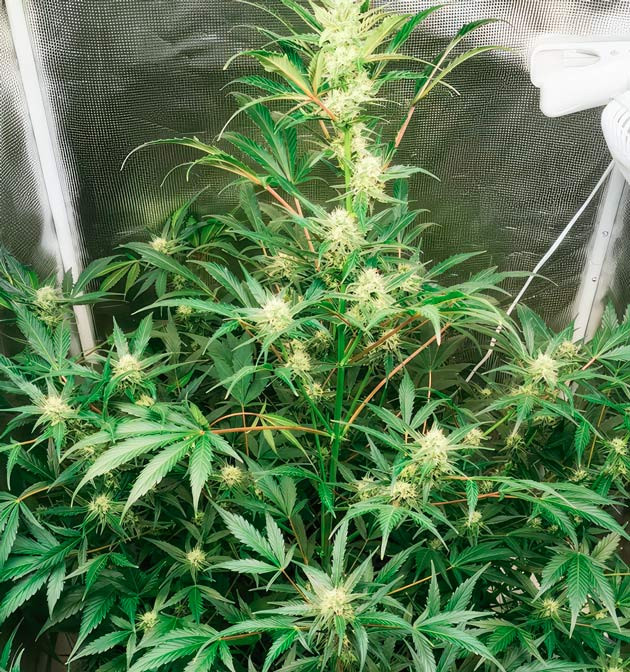 Образование трихом и фруктовый запах конопли Куст Zkittlez Auto от сидбанка FastBuds на 7 неделе