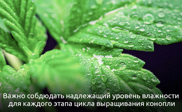 Какая влажность необходима на разных стадиях роста конопли Шпаргалка гроверу по влажности
