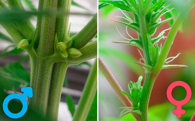 Определение пола конопли Мужские и женские признаки каннабиса