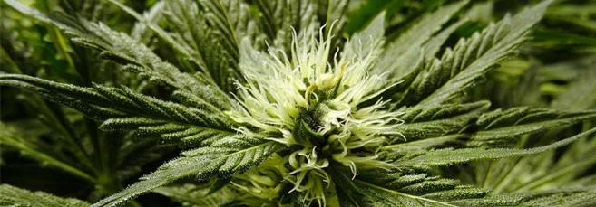 Женские соцветия конопли Начало формирования женских соцветий