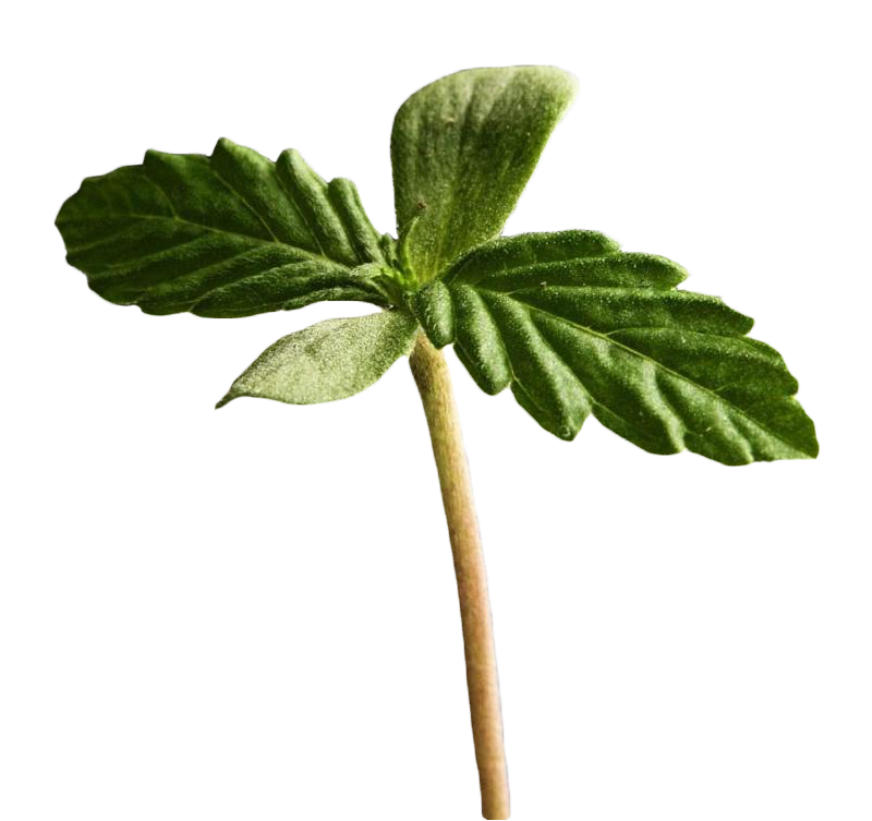 Формирование листьев конопли Формирование листьев конопли