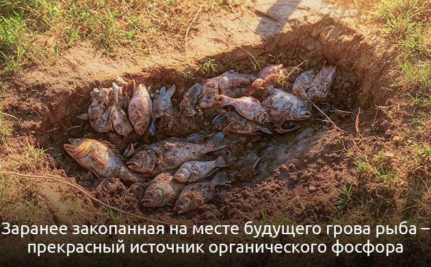 Подготовка почвы для выращивания марихуаны