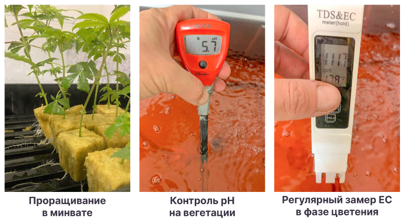 Проращивание и контроль pH и EC
