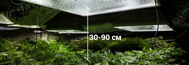 оптимальное расстояние от макушки до лампы Как подобрать расстояние от лампы до макушки конопли