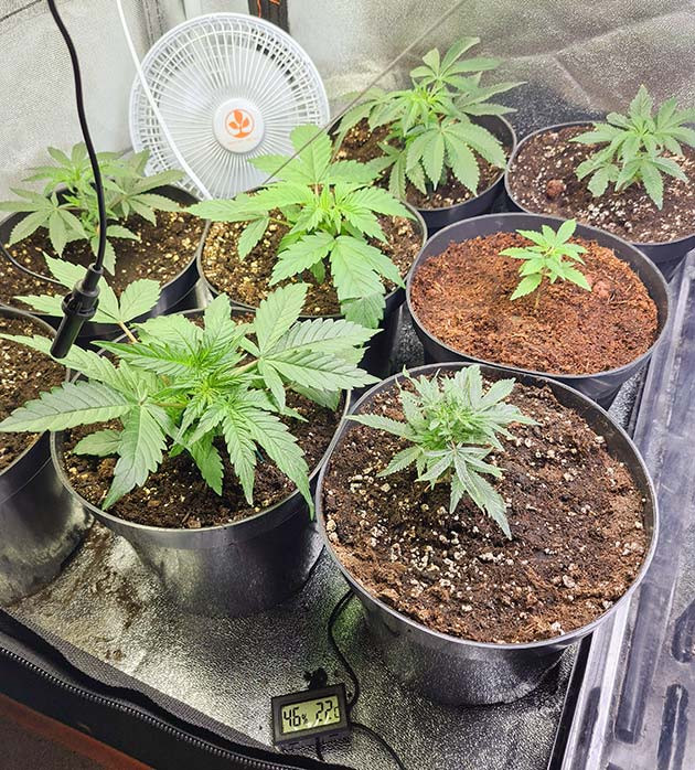 1 неделя выращивания Проращивание и высадка в горшки