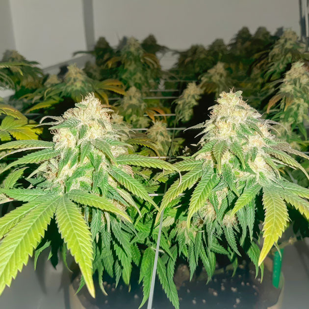 Удобрения для марихуаны Шишки Blackberry Moonrocks от AlphaFem Seeds на 17 неделе