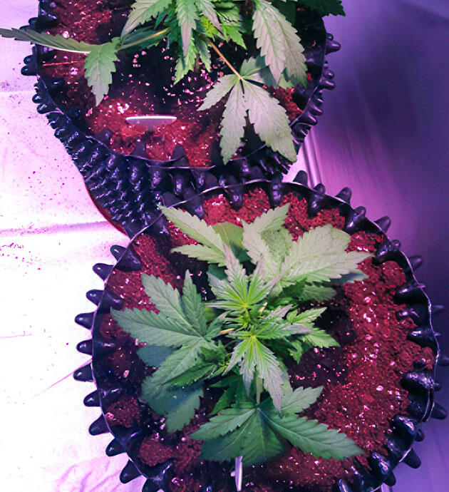 Корректировка состава удобрений Растишки Auto White Widow на фазе вегетации