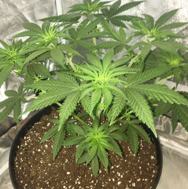 Цветение конопли на 7 неделе Переход на цветение