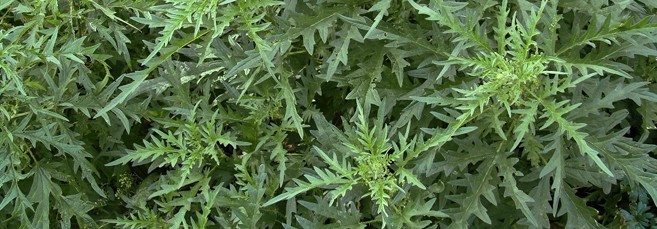 Крапива коноплевая Похожая на марихуану коноплевая крапива