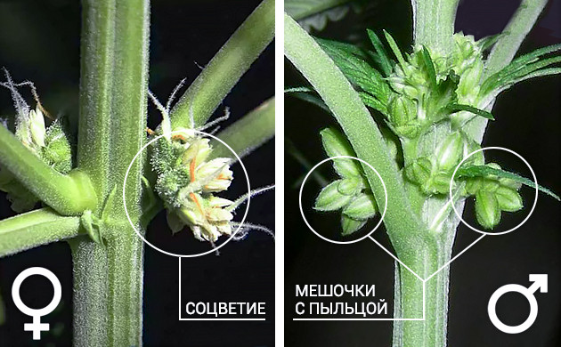 Как отличить пол конопли Соцветие и мешочек с пыльцой