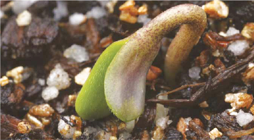 Что влияет на остановку роста конопли Почему росток перестал расти