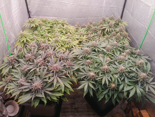 Признаки гермафродитизма Появление гермафродита