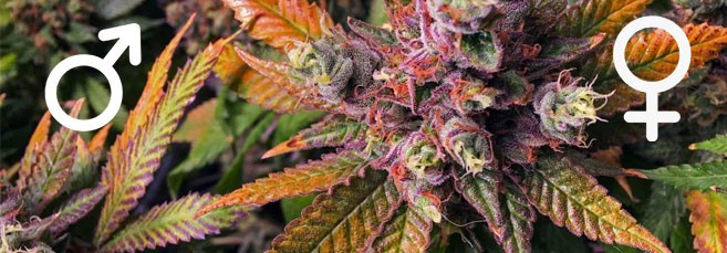 Особенности регулярных сортов конопли Особенности и преимущества регулярных сортов марихуаны