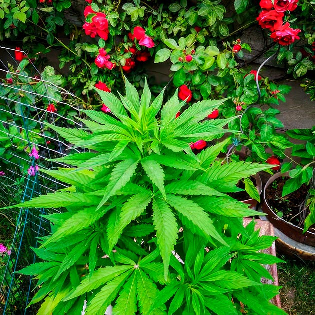 пересадка куста на 8 неделе Куст после пересадки