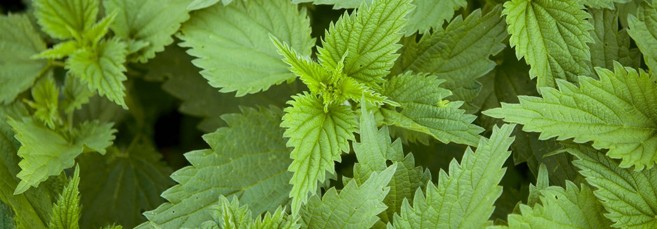 Крапива двудомная Растения, похожие на каннабис: Крапива двудомная